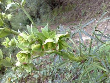 Helleborus foetidus